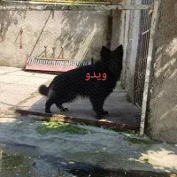 فروش سگ ژرمن شولاین