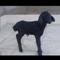 بره شیری یک ماه