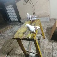 یک جفت نر ماده به فروش می‌رسد|پرنده|تهران, افسریه جنوبی|دیوار