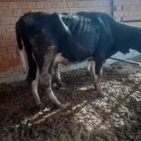 فروش گاو شکم اول|حیوانات مزرعه|سیمین شهر, |دیوار