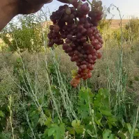 انگور قرمز&زرد بدون هسته