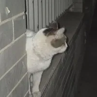 گربه پیدا شده|گربه|کرج, گلستان|دیوار