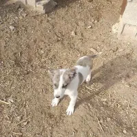 دوتا توله فروشی یکی نر و کوچیکه ماده