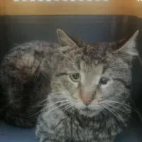 واگذاری گربه فوری