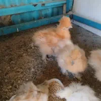 مرغ ابریشمی