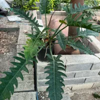 فروش گل اپارتمانی باتخفیف به مناسبت روز مادر|گل و گیاه طبیعی|قائم‌شهر, |دیوار