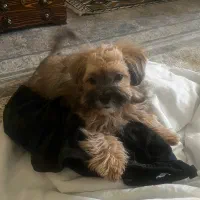 واگذاری سگ شیتزو پودل ۴ ماهه