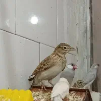 سهره|پرنده|ساوه, |دیوار