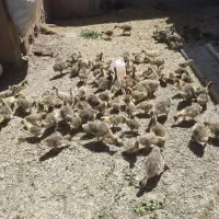 جوجه غاز