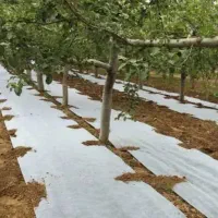 پلاستیک مالچ روی زمینی