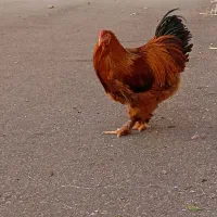 خروس برهما