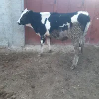 گاو گوساله|حیوانات مزرعه|مرودشت, قانون|دیوار