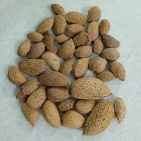 بادام بوانات