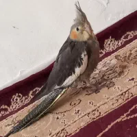 عروس هلندی