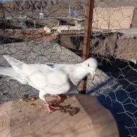 ۳تا گرفتنی|پرنده|سبزوار, رضوی|دیوار