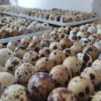 تخم بلدرچین نطفه دار و خوراکی