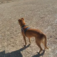 واگذاری تازی و سگ گله|سگ|سردرود, |دیوار