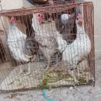 مرغ و خروس مینیاتوری ولهستانی