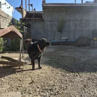 سگ قدرجونی|سگ|بیستون, |دیوار