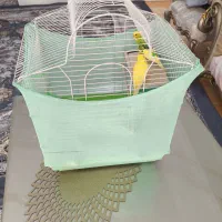 مرغ عشق|پرنده|گرمدره, |دیوار