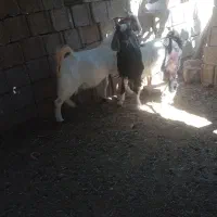 7عده کره نر