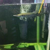 ماهی گار،الیگیتور،+۳۰|ماهی|اردبیل, |دیوار