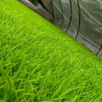 نشای مرغوب هاشمی