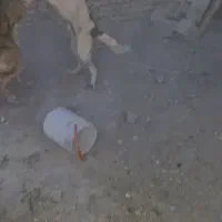 سگ گله