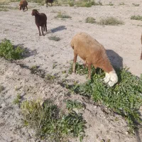 بره ماده