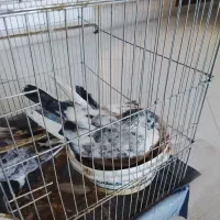 کبوتر|پرنده|شهر ری, دیلمان|دیوار