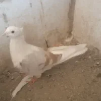 کفتر