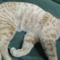 گربه پیداشده|گربه|قم, شهرک قدس|دیوار