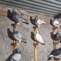 کفتر بوم زدخوردی|پرنده|مشهد, کوشش|دیوار