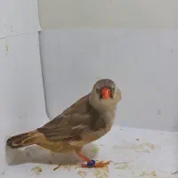 فنچ فول اورنج خالص ماده|پرنده|هشتگرد, هشتگرد قدیم|دیوار