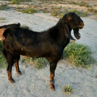 تکه نر