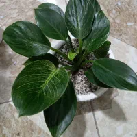 گلفروشی|گل و گیاه طبیعی|مشهد, رده|دیوار