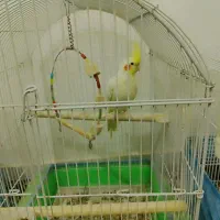 طوطی عروس لوتینو