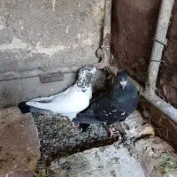 کبوتر نر و ماده تهرانی