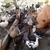 اردک اسرائیلی و قوغاز