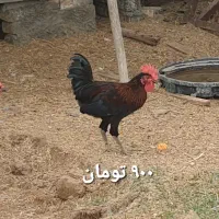 مرغ محلی