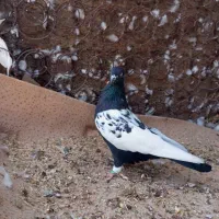 کبوتر سینه ای جم|پرنده|جم, |دیوار