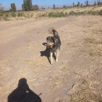 سگ نر|سگ|خوی, |دیوار