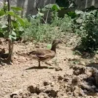 اردک ماندارین ماده تخمگذار اهلی