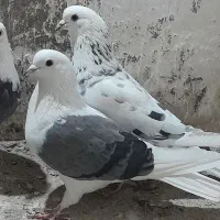 کبوتر پرشی ۴ عدد|پرنده|مشگین شهر, |دیوار