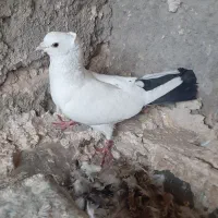 سلام‌دوستان‌‌این‌کفتر‌از‌ما‌گم‌شده‌|پرنده|قم, مهر آباد|دیوار