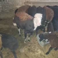 فروش شیشک قوج داشتی