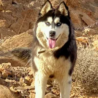 هاسکی سیبرین