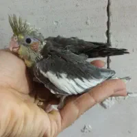 جوجه خاکستری