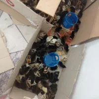 جوجه عربی یک روزه|حیوانات مزرعه|رامشیر, |دیوار