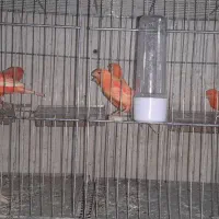 قناری|پرنده|خوی, |دیوار